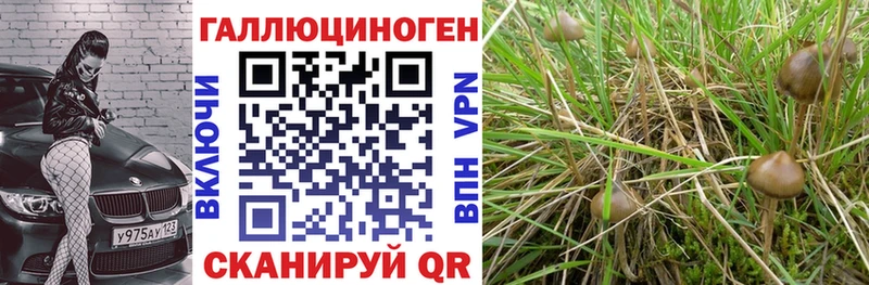 даркнет состав  Череповец  Псилоцибиновые грибы Cubensis  даркнет сайт 